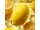 롬프 레몬 LEMON 이미지 5 썸네일