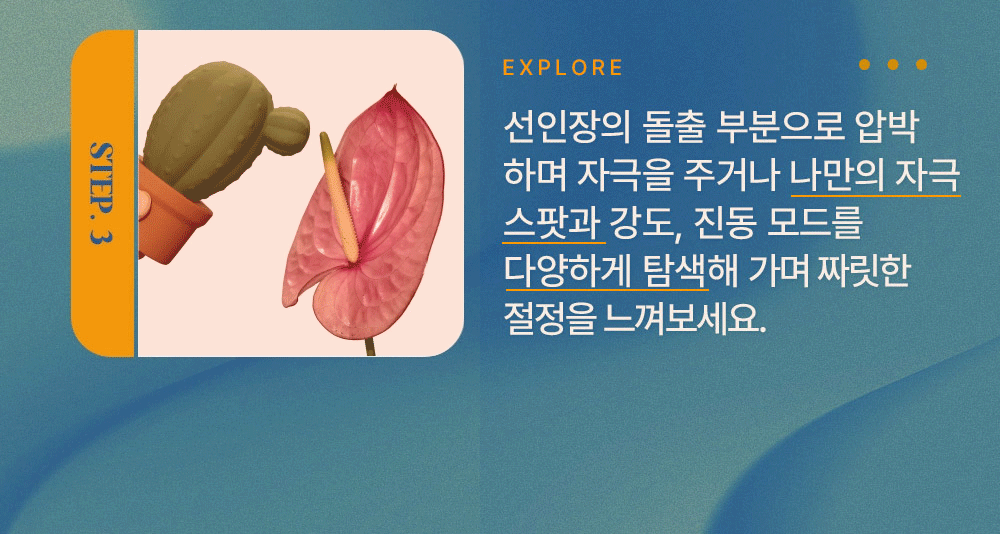 마페토 선인장 상세 이미지 10
