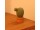 마페토 선인장 이미지 5 썸네일